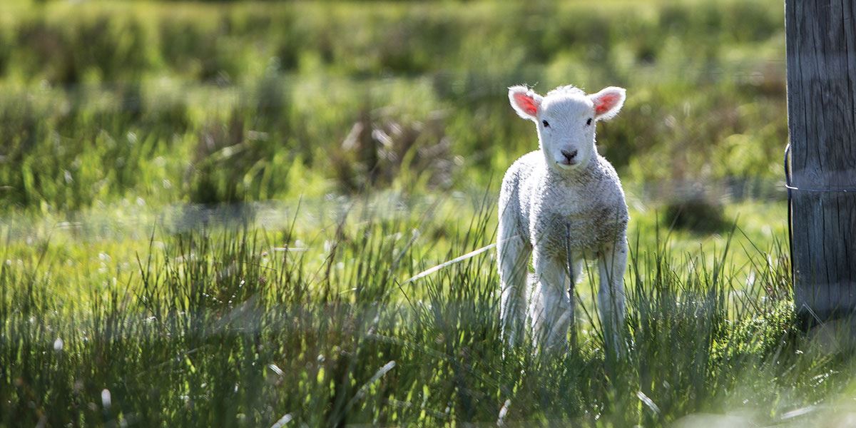 Head to the region in spring and you might get to see some baby lambs