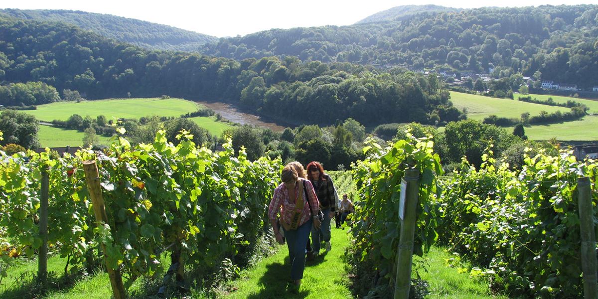 Take a tour of Parva Farm Vineyard