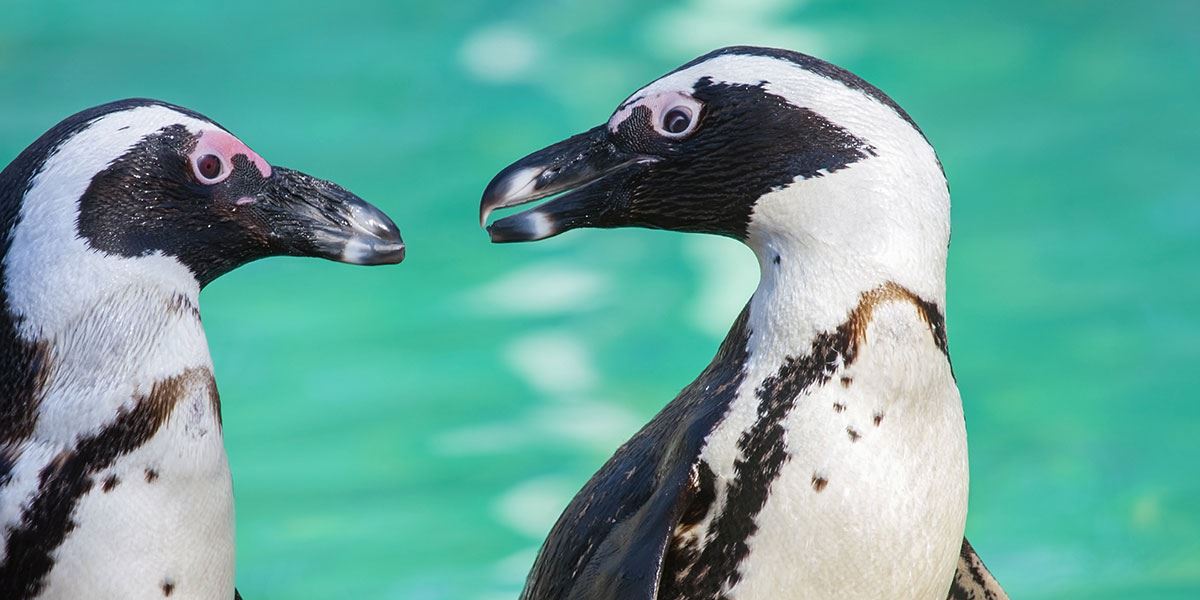 Get up close and personal with the animals at Marwell Zoo