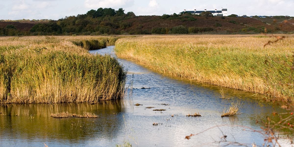 Enjoy time on Suffolk's peaceful wetlands