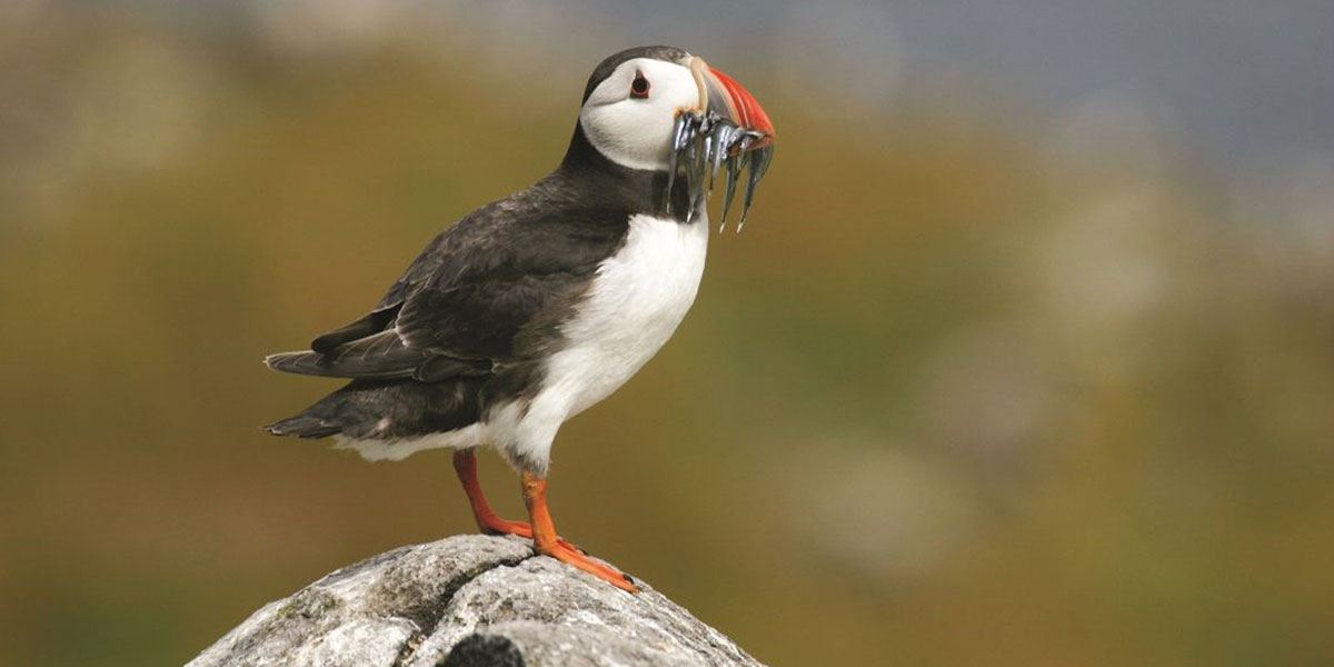 See if you can spot the wonderful seabirds