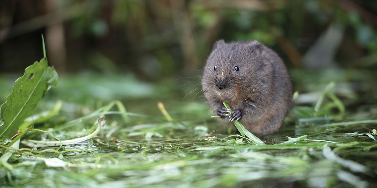 Water vole