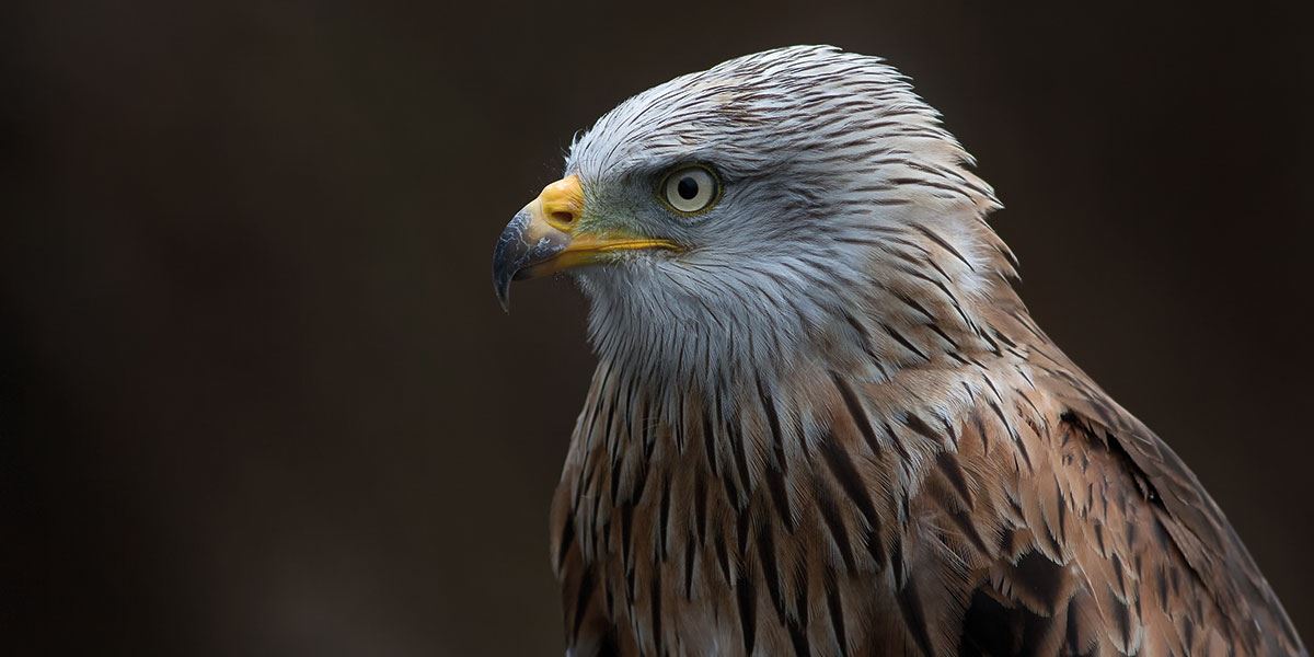 Look out for the majestic red kites flying overhead