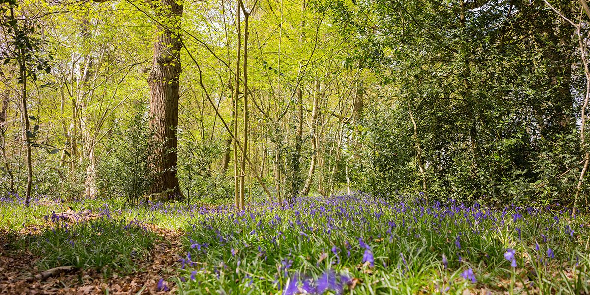 Visit Swithland Wood in late April to see the bluebells