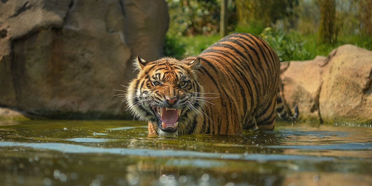 The beautiful Jaya, a Sumatran tiger in Chester Zoo