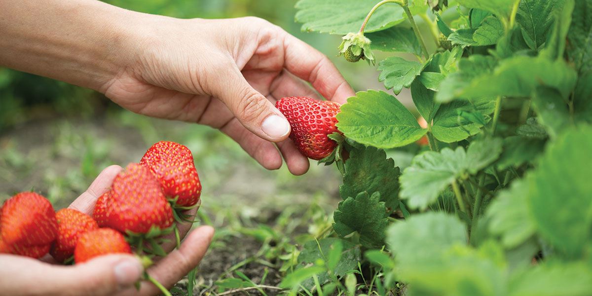 Essex has a wealth of 'pick your own' fruit farms