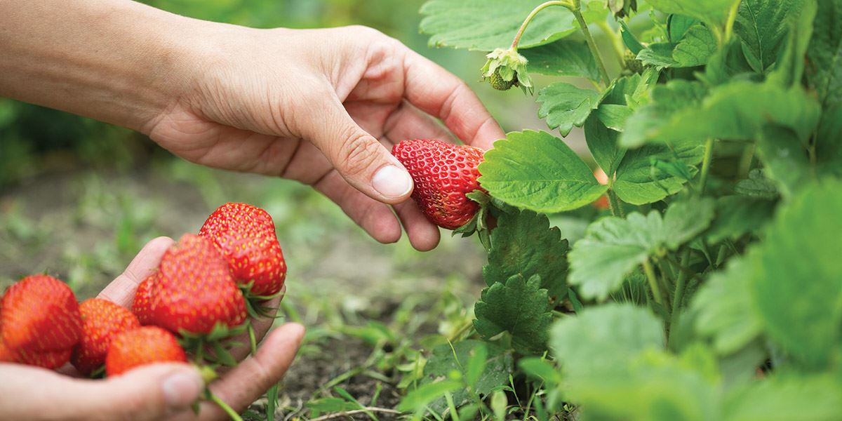 Strawberry picking