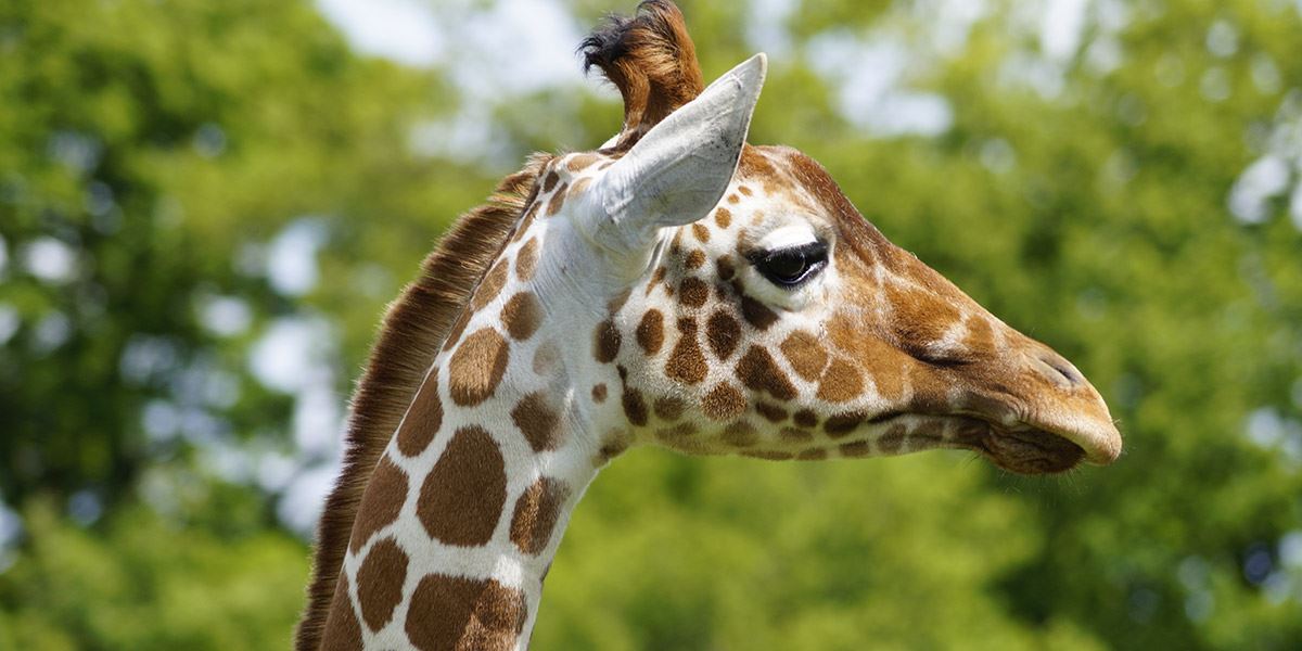 Giraffe Whipsnade Zoo
