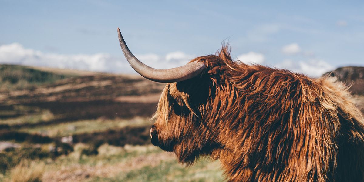 Highland cow