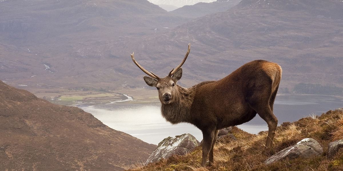 'Monarch of the Glen' red deer stag overlooking Loch Torridon, Beinn Alligin, Scotland