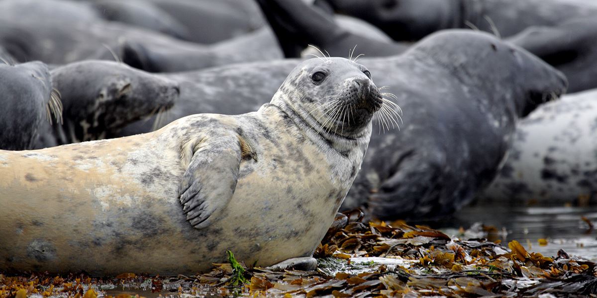 Seals are a popular sight along the coast