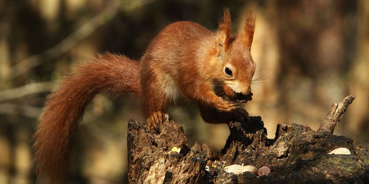 See if you can spot a red squirrel on the Isle of Wight