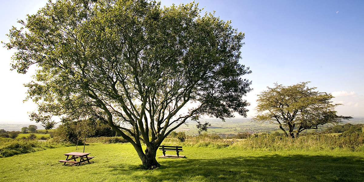 Big Willow tree at Deer Leap in Priddy