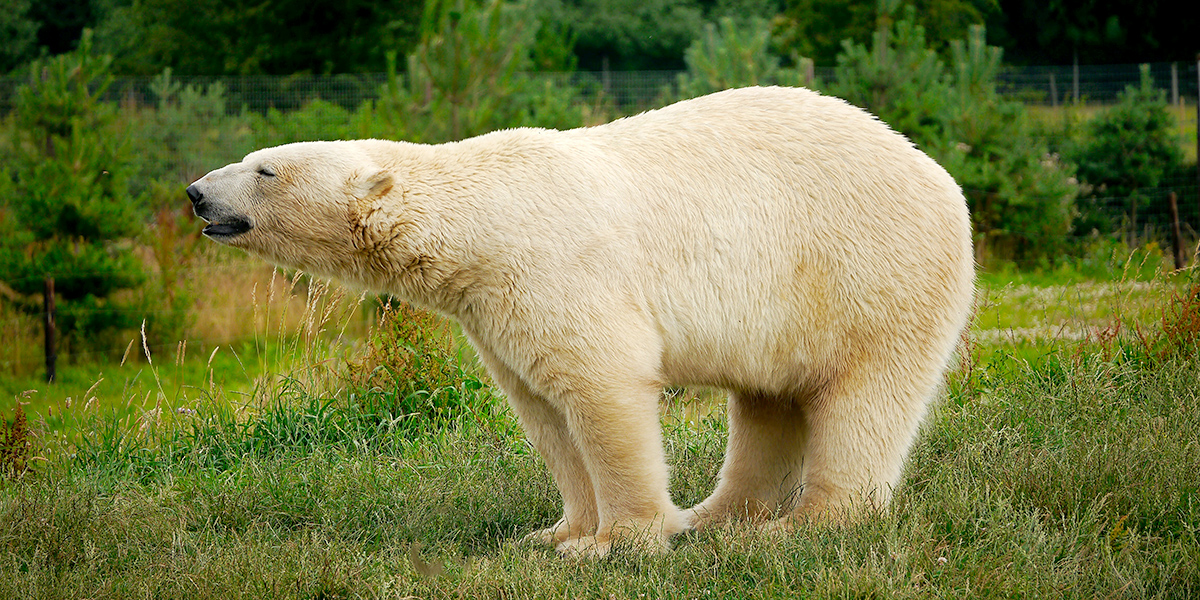 Polar bear standing on grass at Yorkshire Wildlife Park