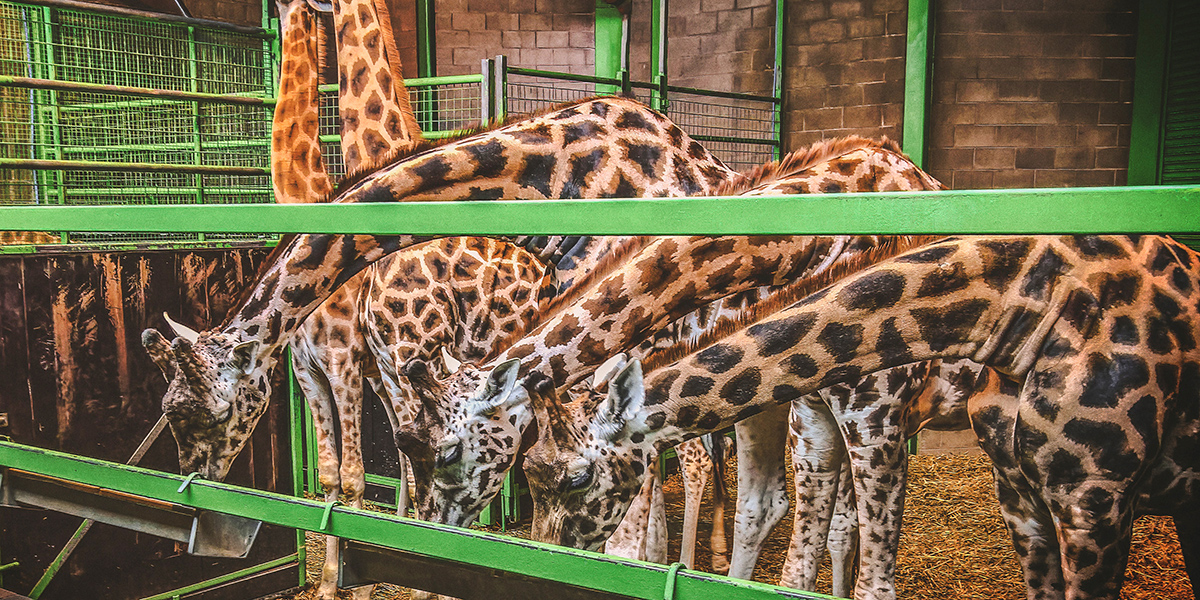 Giraffes feeding at Belfast Zoo