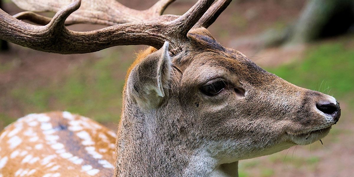 Red deer close up