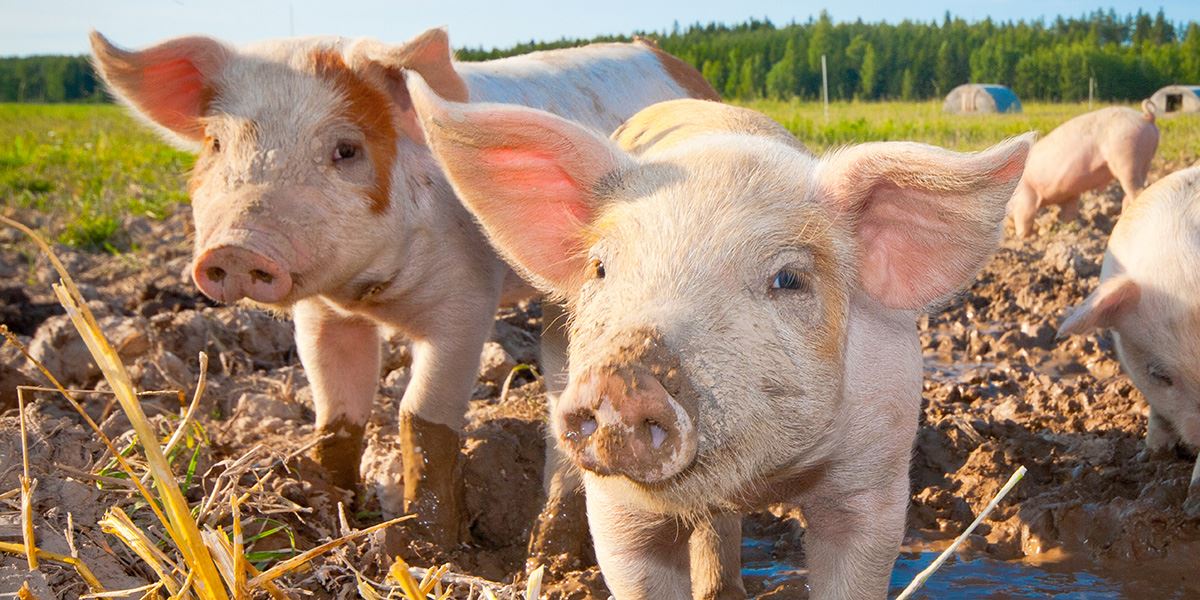 Piglets outside in the mud
