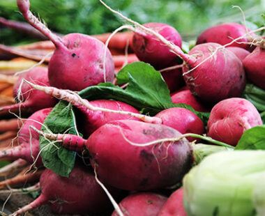 Derbyshire’s best markets and country shows