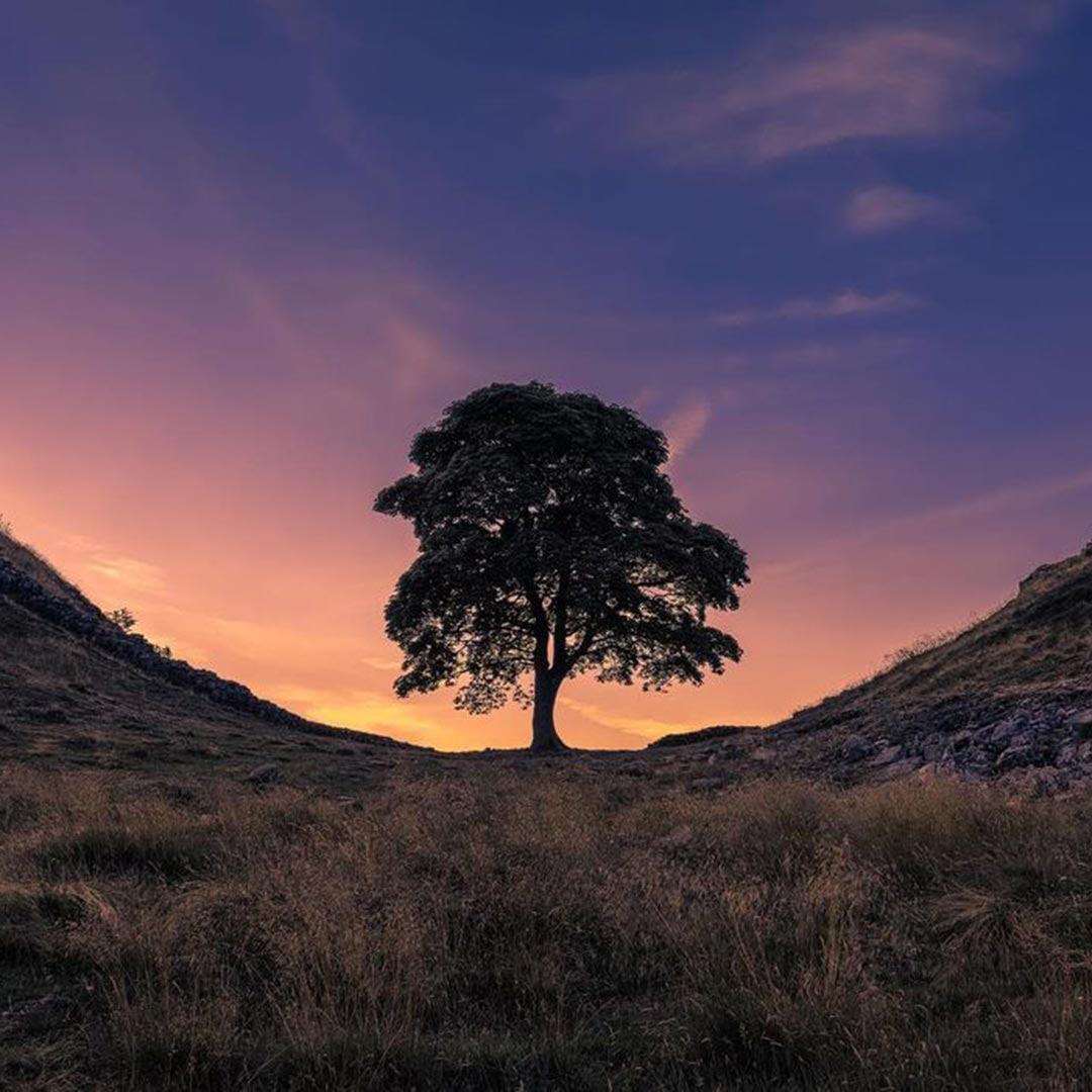 Sycamore Gap, Northumberland, England