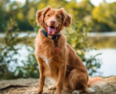 7 dog-friendly destinations in the UK and Ireland