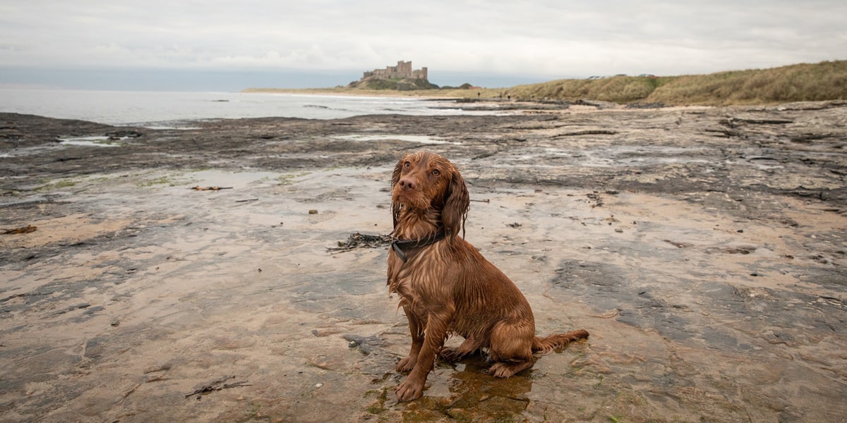 Ollie on the coastline near Bamburgh Castle