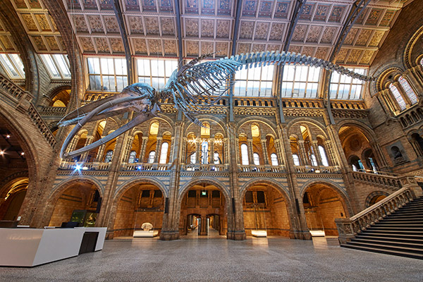 Blue Whale Skeleton in the Natural History Museum