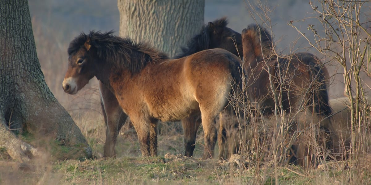 Picture of exmoor pony in the wild