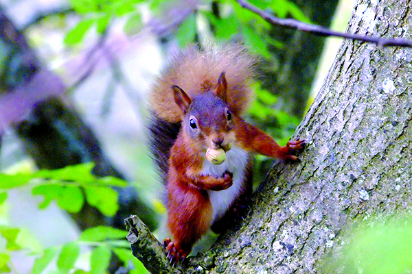A red squirrel on a tree