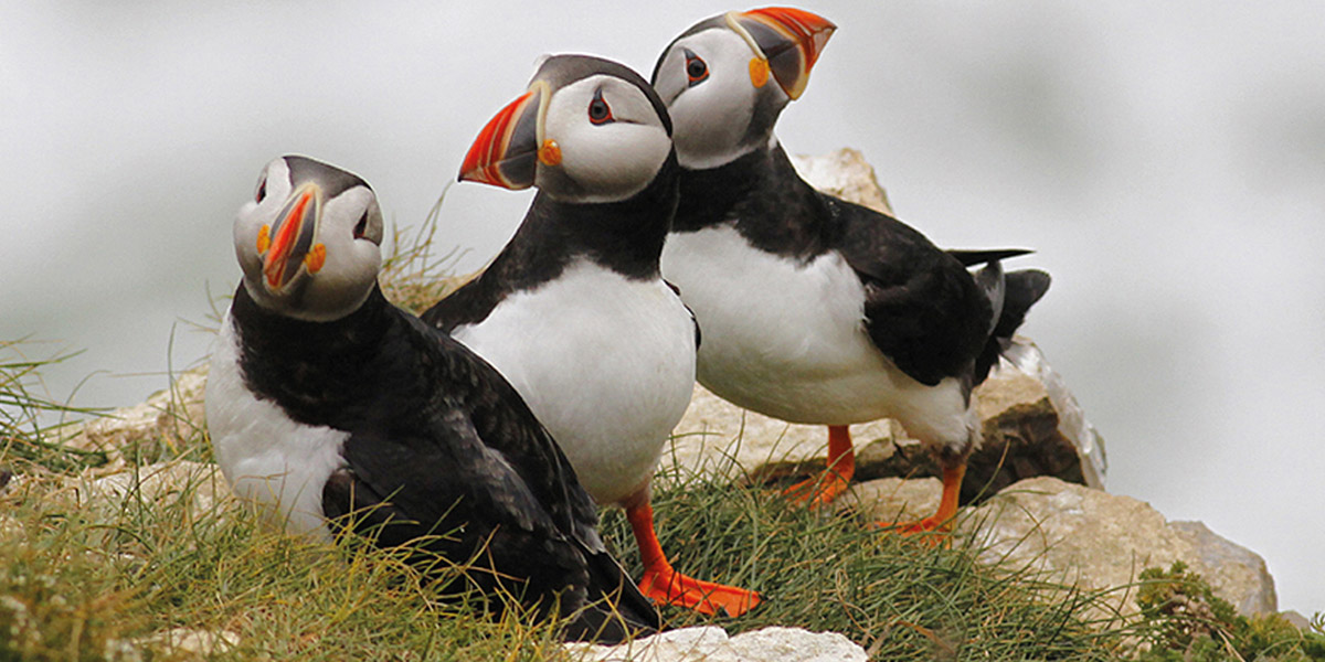 Puffins