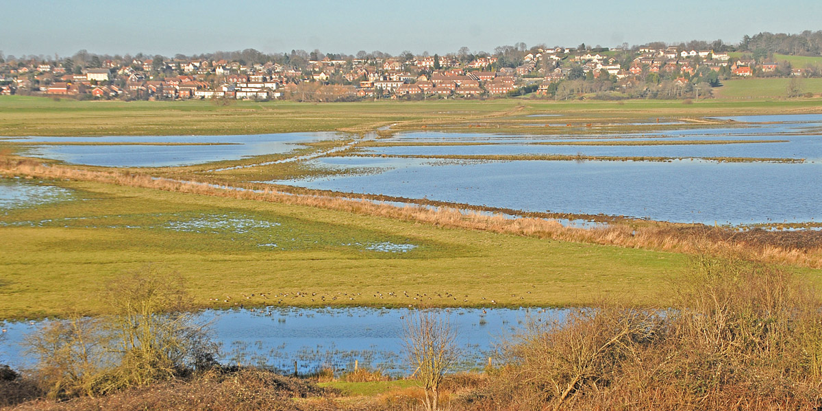 wetlands 