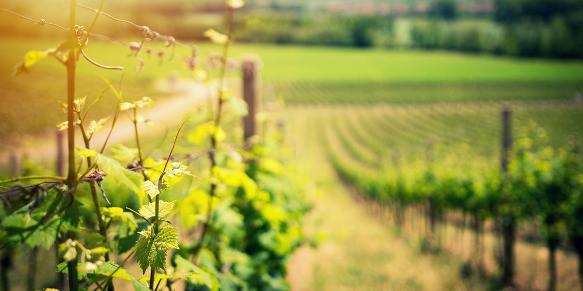 Vineyard