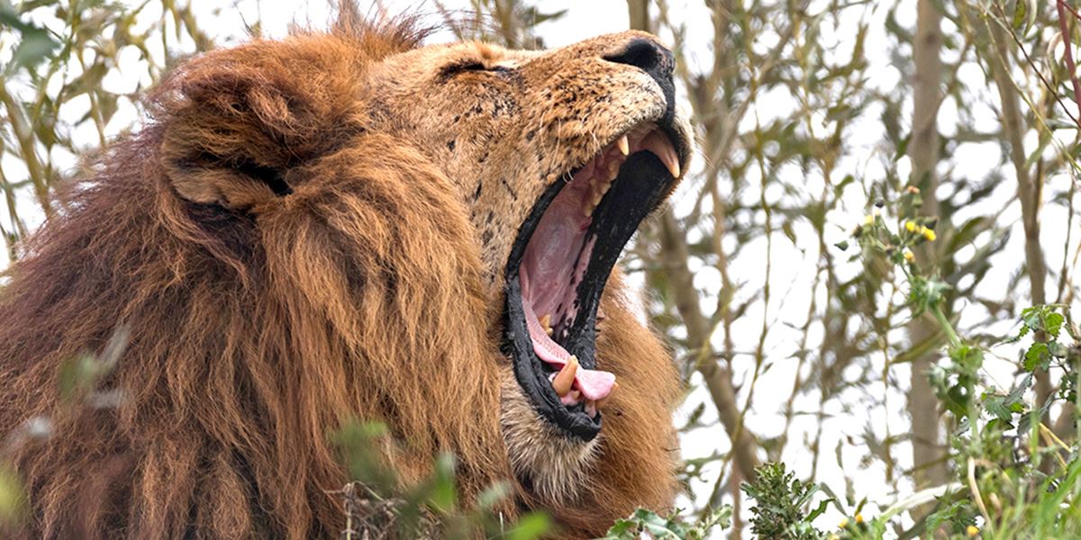 South Lakes Safari Zoo