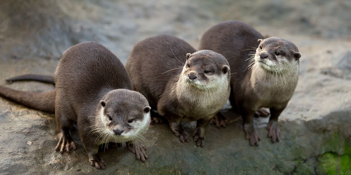 Otters