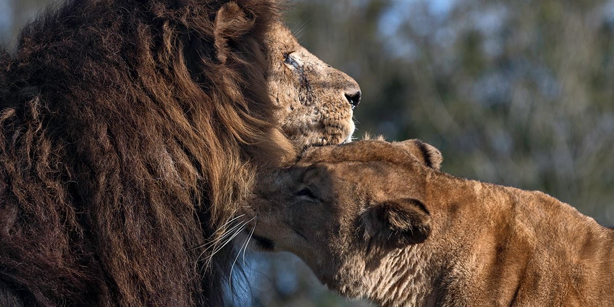 South Lakes Safari lions