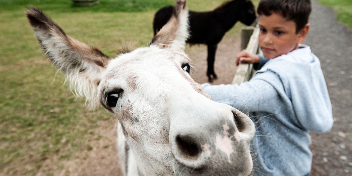 National Forest Adventure Farm