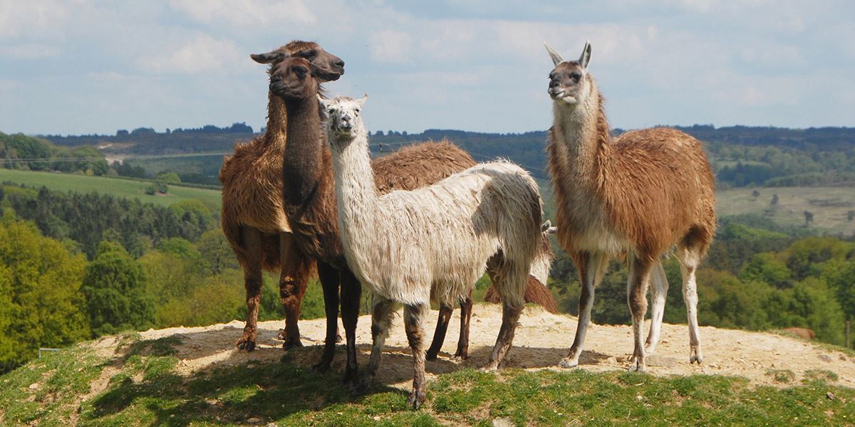 Llama Park