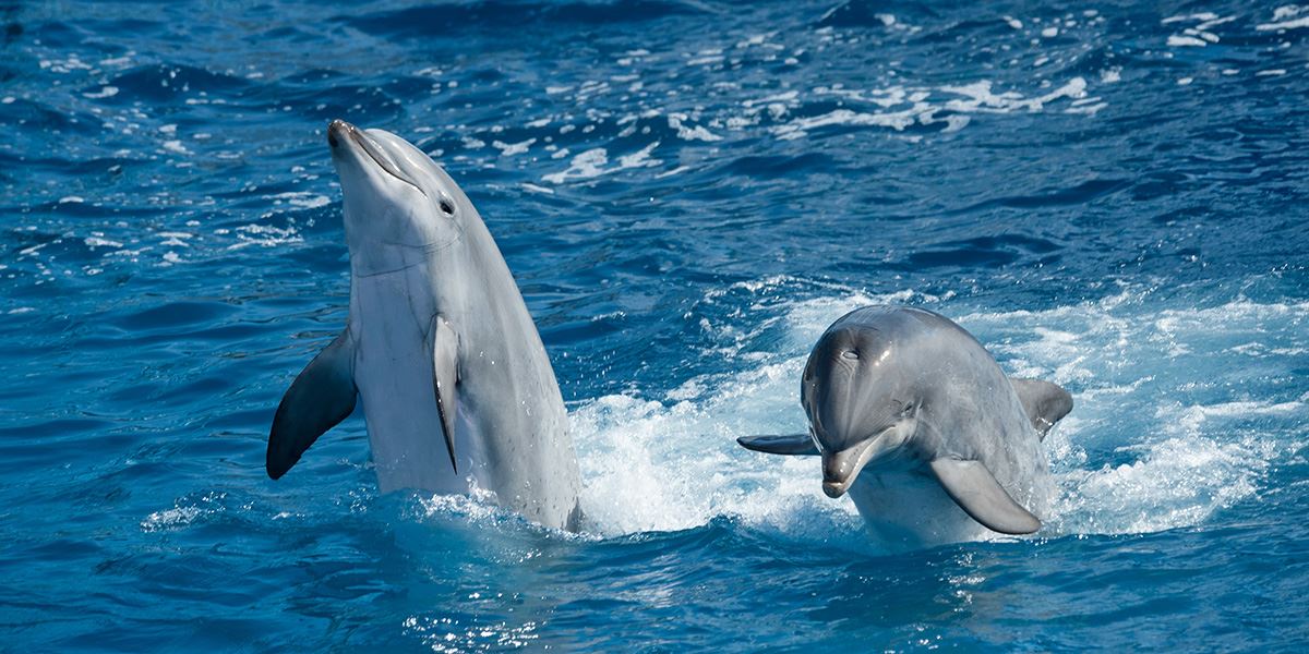 Dolphins